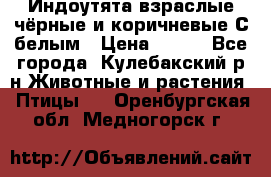 Индоутята взраслые чёрные и коричневые С белым › Цена ­ 450 - Все города, Кулебакский р-н Животные и растения » Птицы   . Оренбургская обл.,Медногорск г.